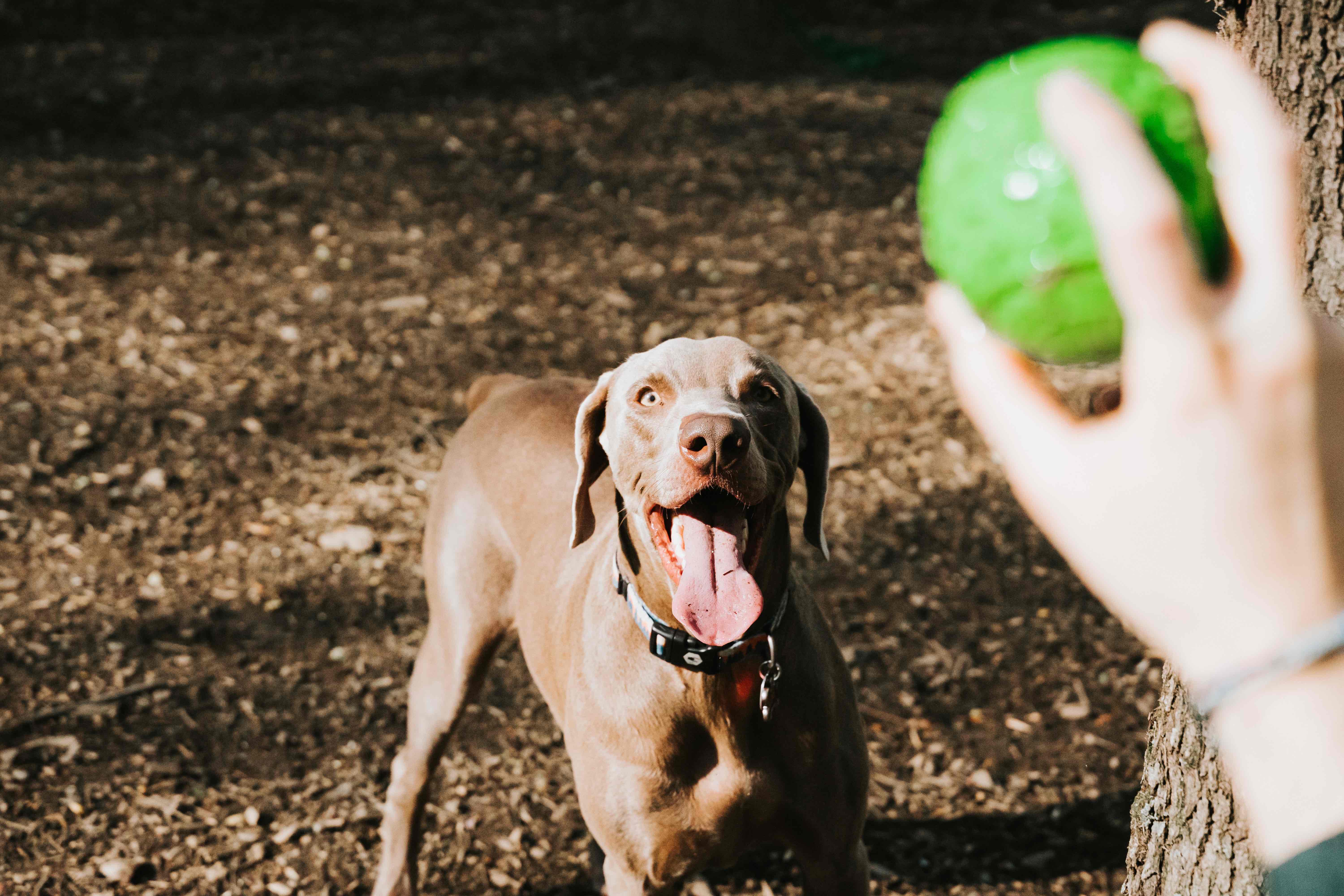 Dog Parks Gold Coast